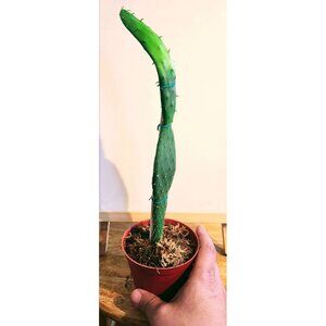 CAC-PLST-20 Baby Rooted Red Cactus Pear " Opuntia Cactus | Winter Cact